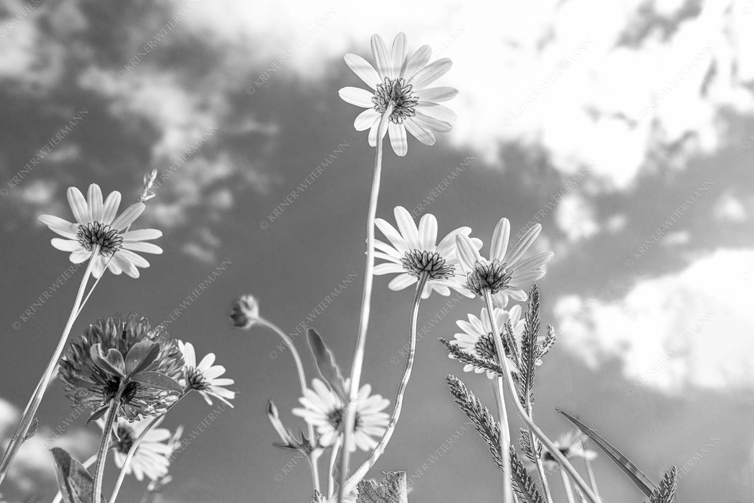 Unteransicht einer Blumenwiese mit Margariten - Von unten auch schön 3:2 sw -- Margariten Blumen - mehr Infos bei www.Kriner-Weiermann.de