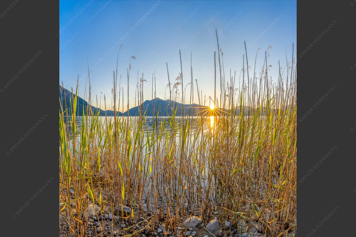 Schilfufer am Walchensee mit Sonnenaufgang am Jochberg - Walchenseeschilf 1:1  -- Walchensee Sonnenaufgang Jochberg - mehr Infos bei www.Kriner-Weiermann.de