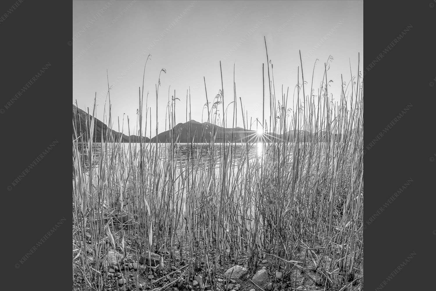 Schilfufer am Walchensee mit Sonnenaufgang am Jochberg - Walchenseeschilf 1:1 sw -- Walchensee Sonnenaufgang Jochberg - mehr Infos bei www.Kriner-Weiermann.de