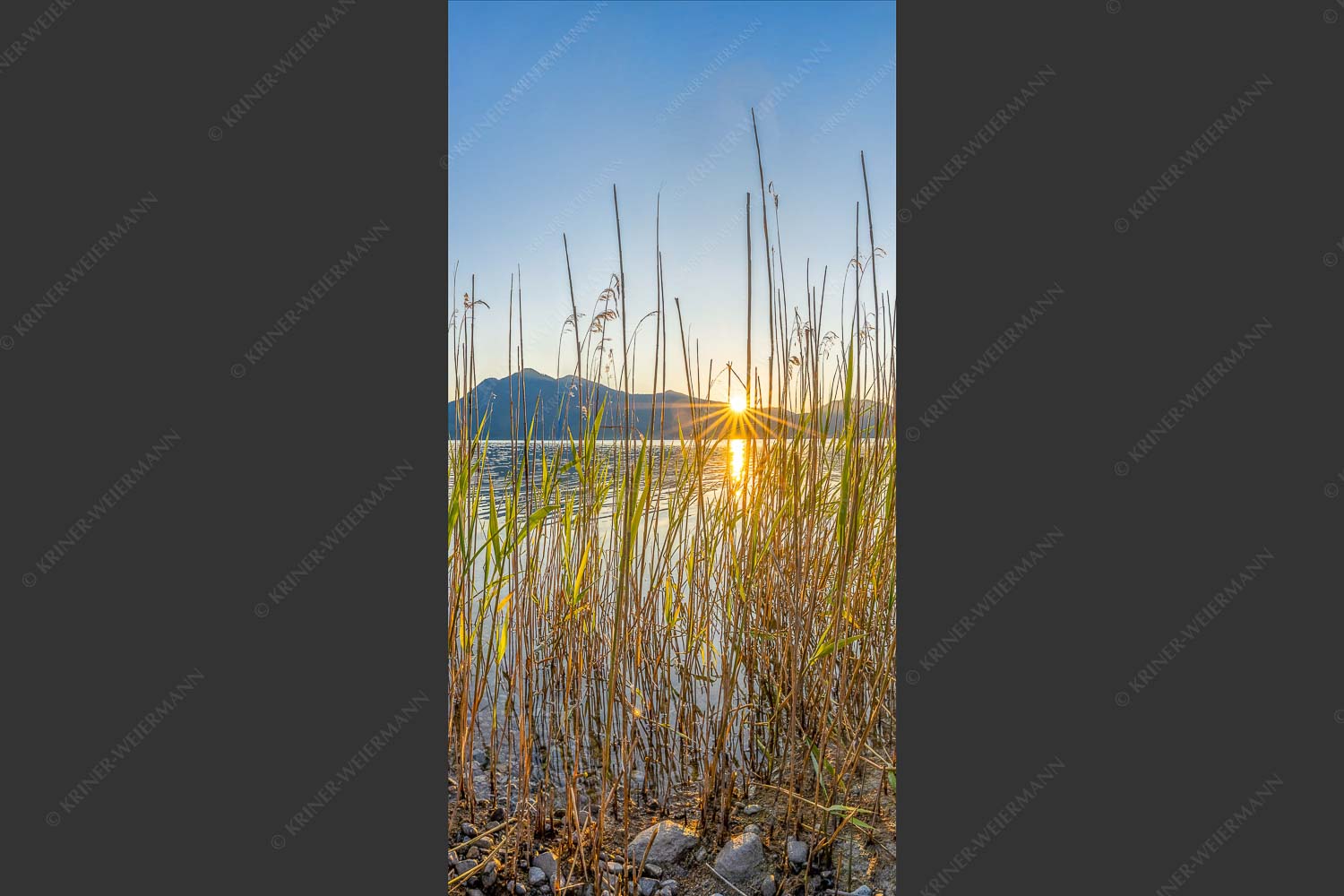 Schilfufer am Walchensee mit Sonnenaufgang am Jochberg - Walchenseeschilf 1:2  -- Walchensee Sonnenaufgang Jochberg - mehr Infos bei www.Kriner-Weiermann.de