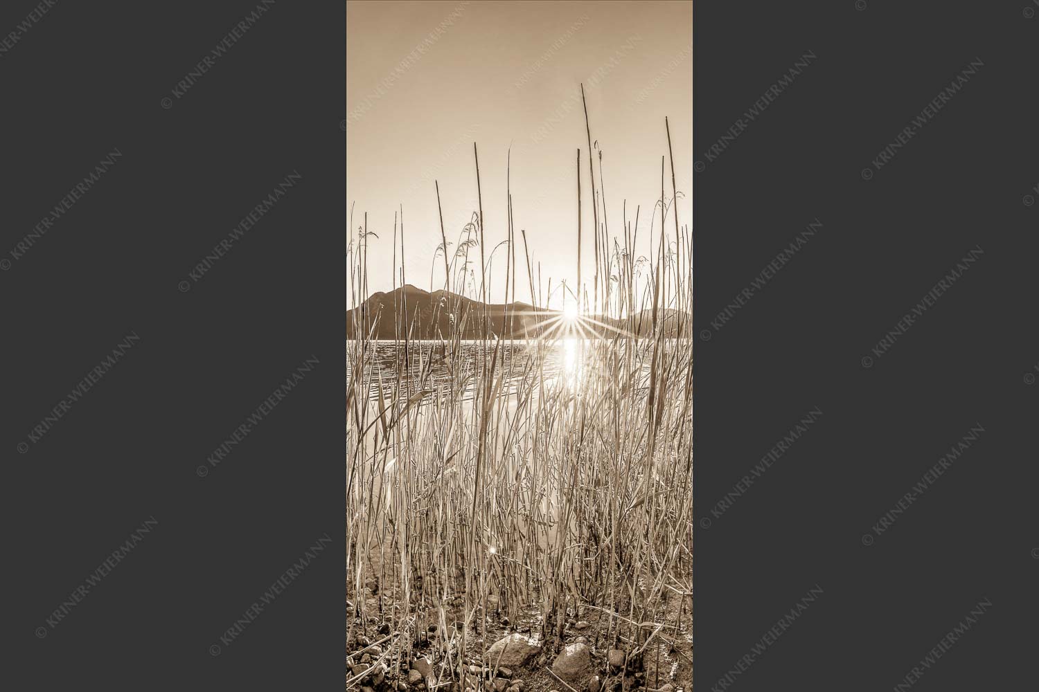 Schilfufer am Walchensee mit Sonnenaufgang am Jochberg - Walchenseeschilf 1:2 sepia -- Walchensee Sonnenaufgang Jochberg - mehr Infos bei www.Kriner-Weiermann.de