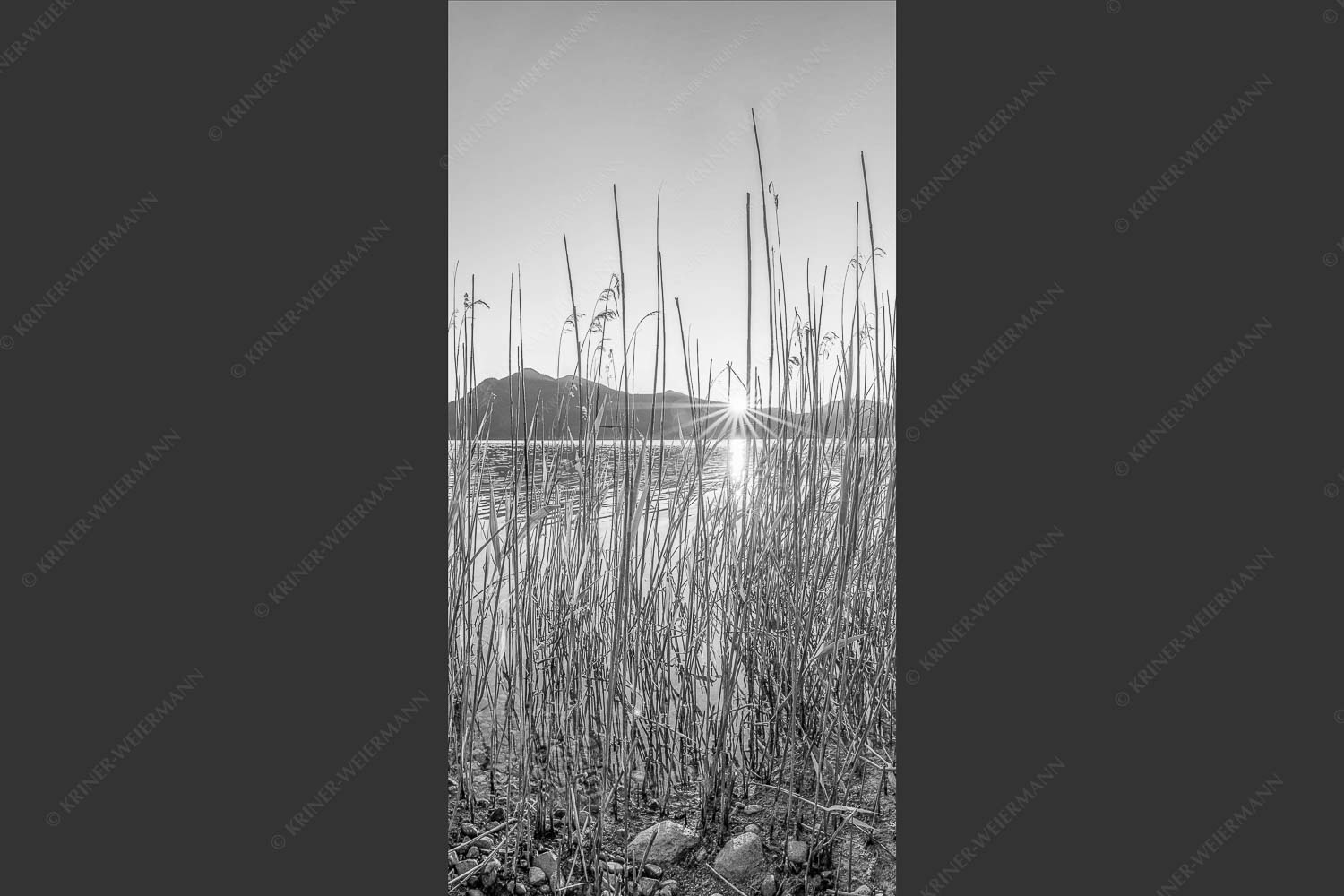 Schilfufer am Walchensee mit Sonnenaufgang am Jochberg - Walchenseeschilf 1:2 sw -- Walchensee Sonnenaufgang Jochberg - mehr Infos bei www.Kriner-Weiermann.de
