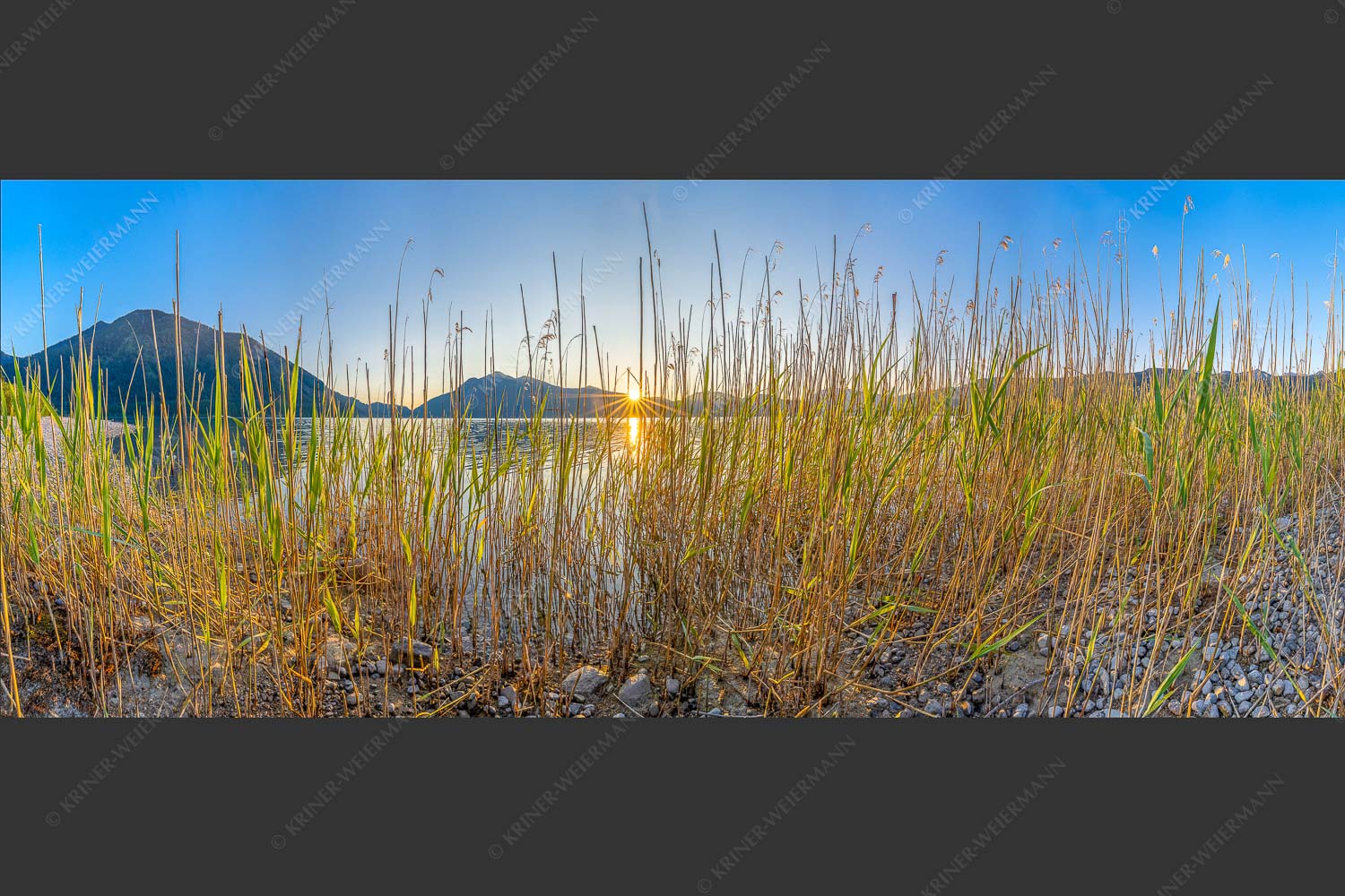 Schilfufer am Walchensee mit Sonnenaufgang am Jochberg - Walchenseeschilf 2,5:1  -- Walchensee Sonnenaufgang Jochberg - mehr Infos bei www.Kriner-Weiermann.de