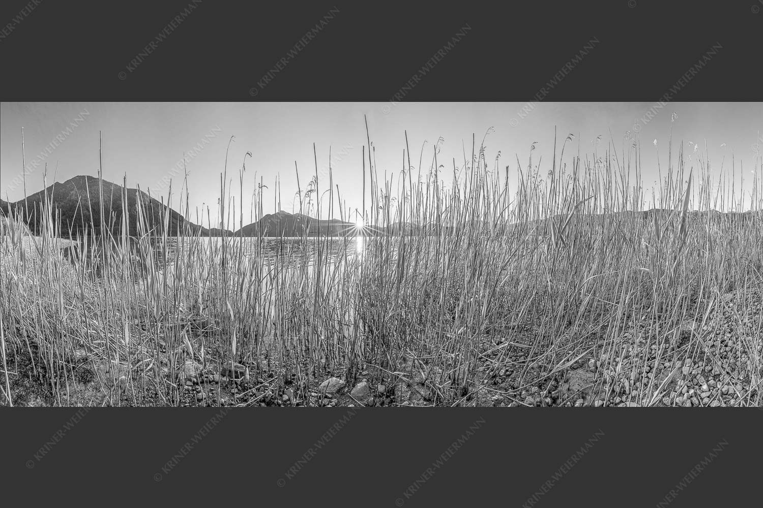 Schilfufer am Walchensee mit Sonnenaufgang am Jochberg - Walchenseeschilf 2,5:1 sw -- Walchensee Sonnenaufgang Jochberg - mehr Infos bei www.Kriner-Weiermann.de