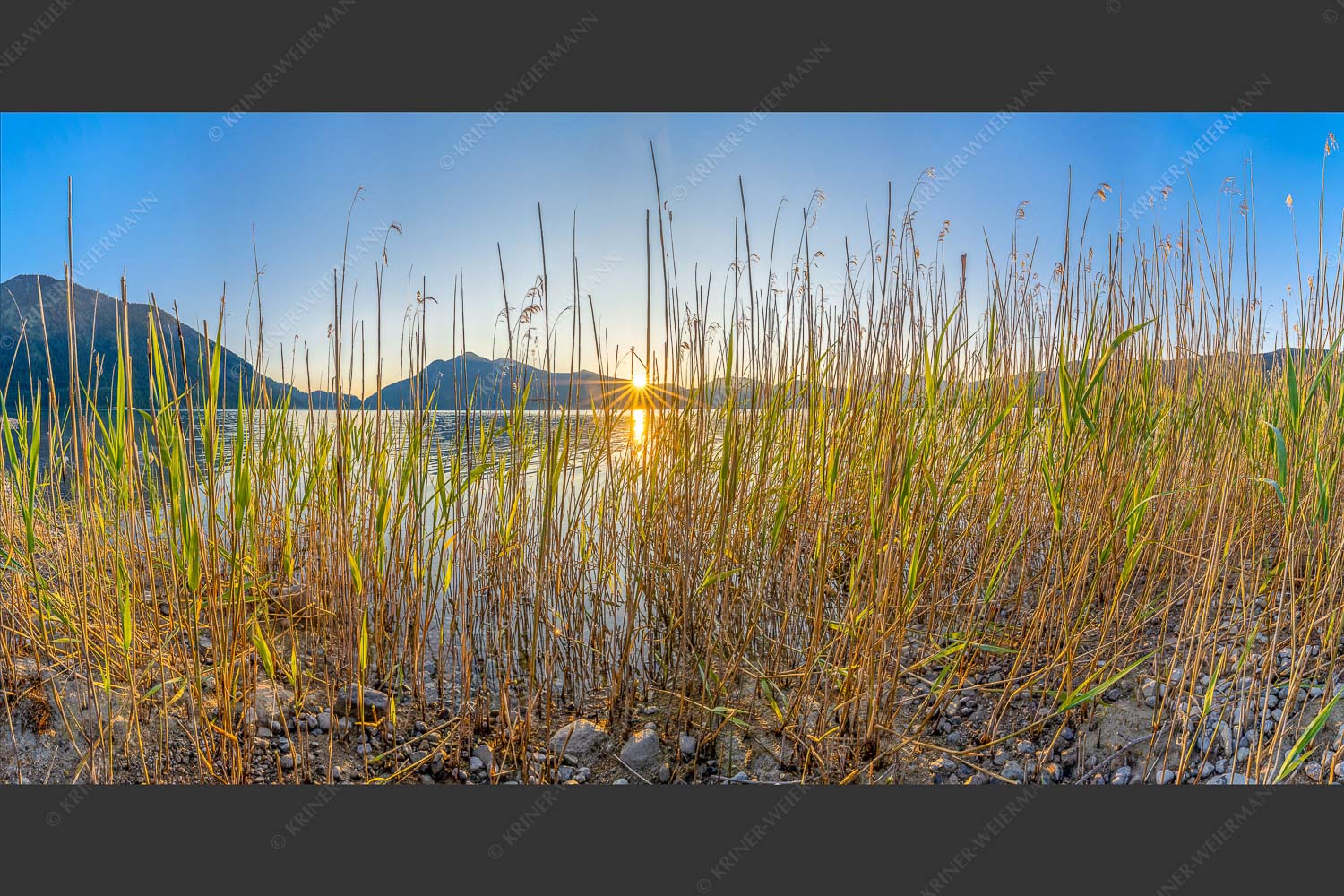 Schilfufer am Walchensee mit Sonnenaufgang am Jochberg - Walchenseeschilf 2:1  -- Walchensee Sonnenaufgang Jochberg - mehr Infos bei www.Kriner-Weiermann.de