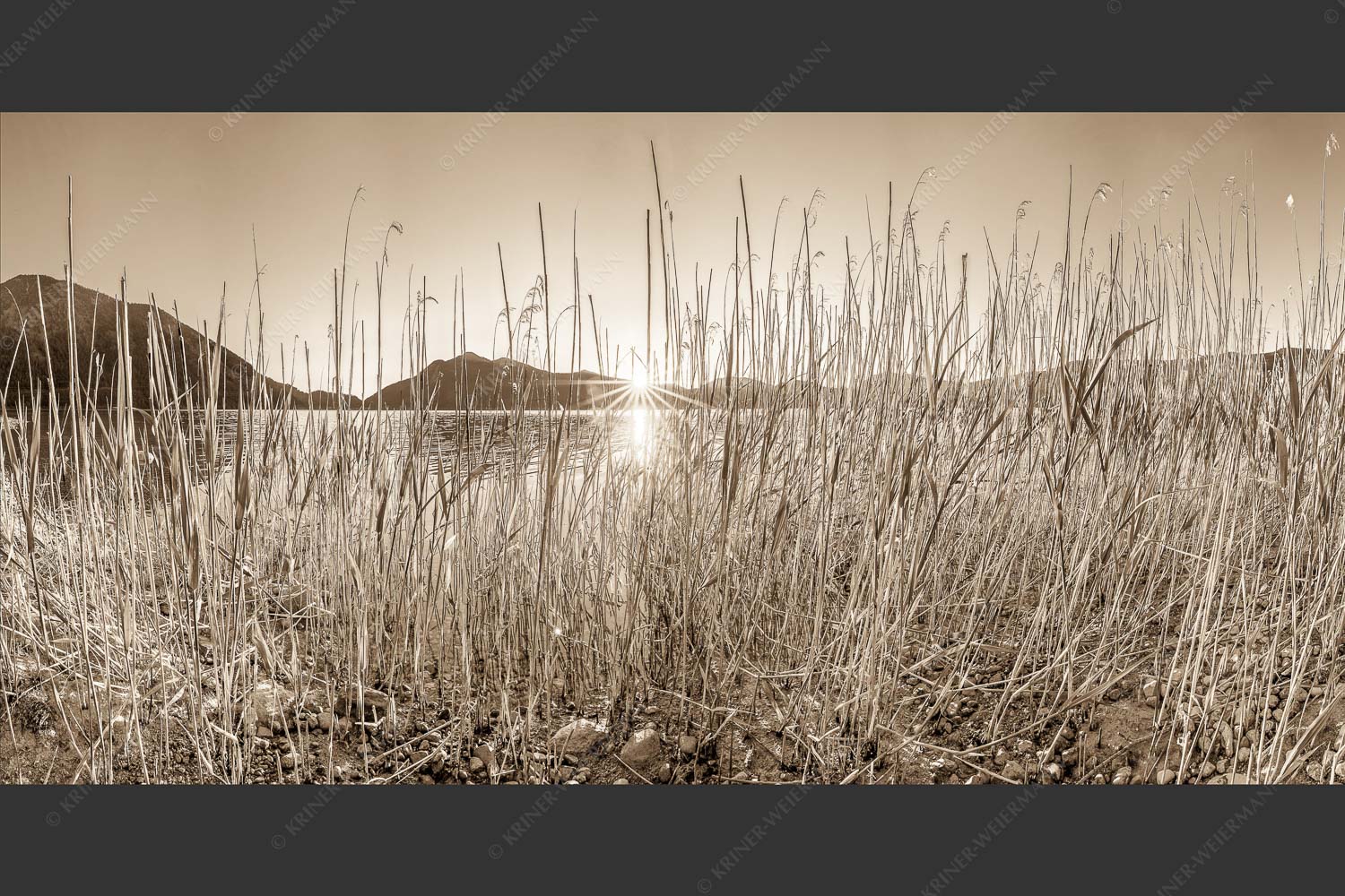 Schilfufer am Walchensee mit Sonnenaufgang am Jochberg - Walchenseeschilf 2:1 sepia -- Walchensee Sonnenaufgang Jochberg - mehr Infos bei www.Kriner-Weiermann.de