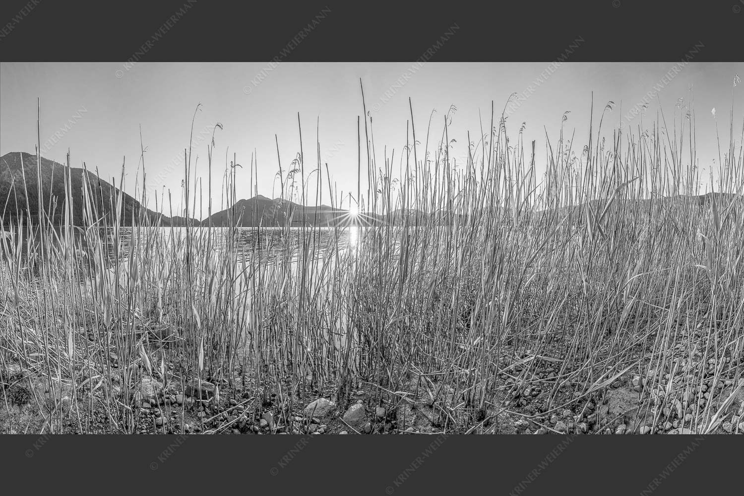 Schilfufer am Walchensee mit Sonnenaufgang am Jochberg - Walchenseeschilf 2:1 sw -- Walchensee Sonnenaufgang Jochberg - mehr Infos bei www.Kriner-Weiermann.de