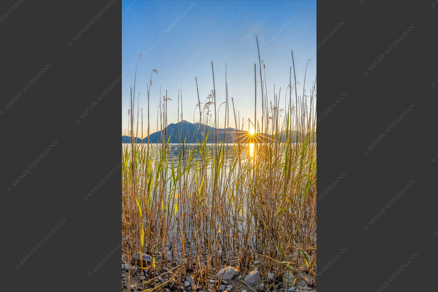 Schilfufer am Walchensee mit Sonnenaufgang am Jochberg - Walchenseeschilf 2:3  -- Walchensee Sonnenaufgang Jochberg - mehr Infos bei www.Kriner-Weiermann.de