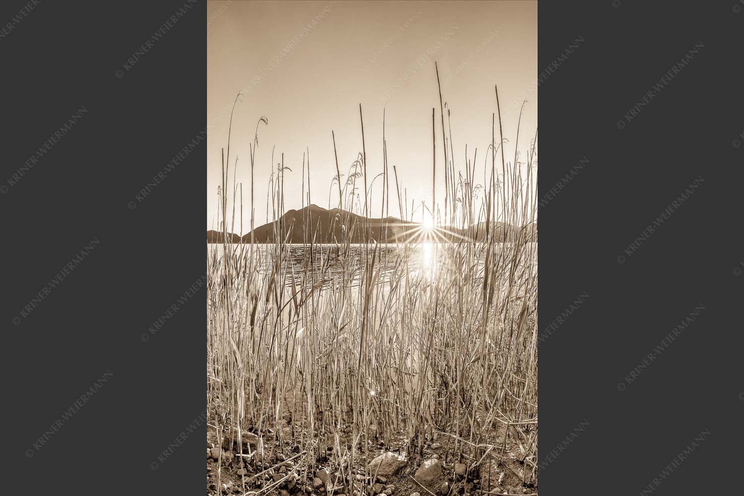 Schilfufer am Walchensee mit Sonnenaufgang am Jochberg - Walchenseeschilf 2:3 sepia -- Walchensee Sonnenaufgang Jochberg - mehr Infos bei www.Kriner-Weiermann.de
