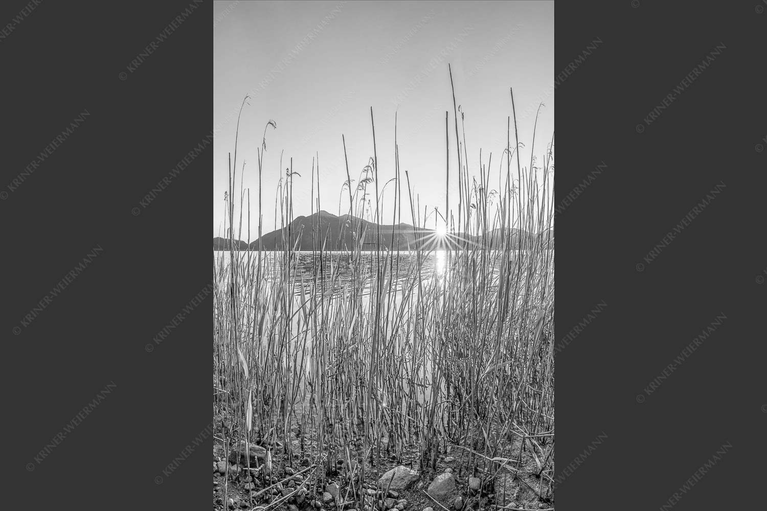 Schilfufer am Walchensee mit Sonnenaufgang am Jochberg - Walchenseeschilf 2:3 sw -- Walchensee Sonnenaufgang Jochberg - mehr Infos bei www.Kriner-Weiermann.de
