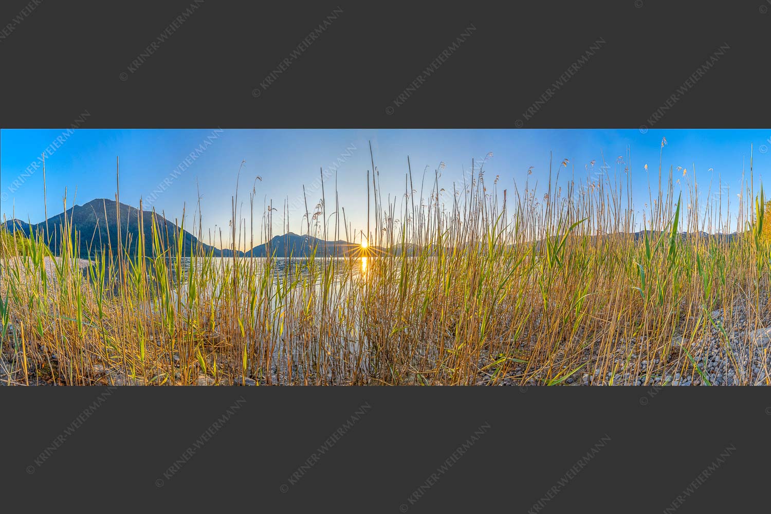 Schilfufer am Walchensee mit Sonnenaufgang am Jochberg - Walchenseeschilf 3:1  -- Walchensee Sonnenaufgang Jochberg - mehr Infos bei www.Kriner-Weiermann.de
