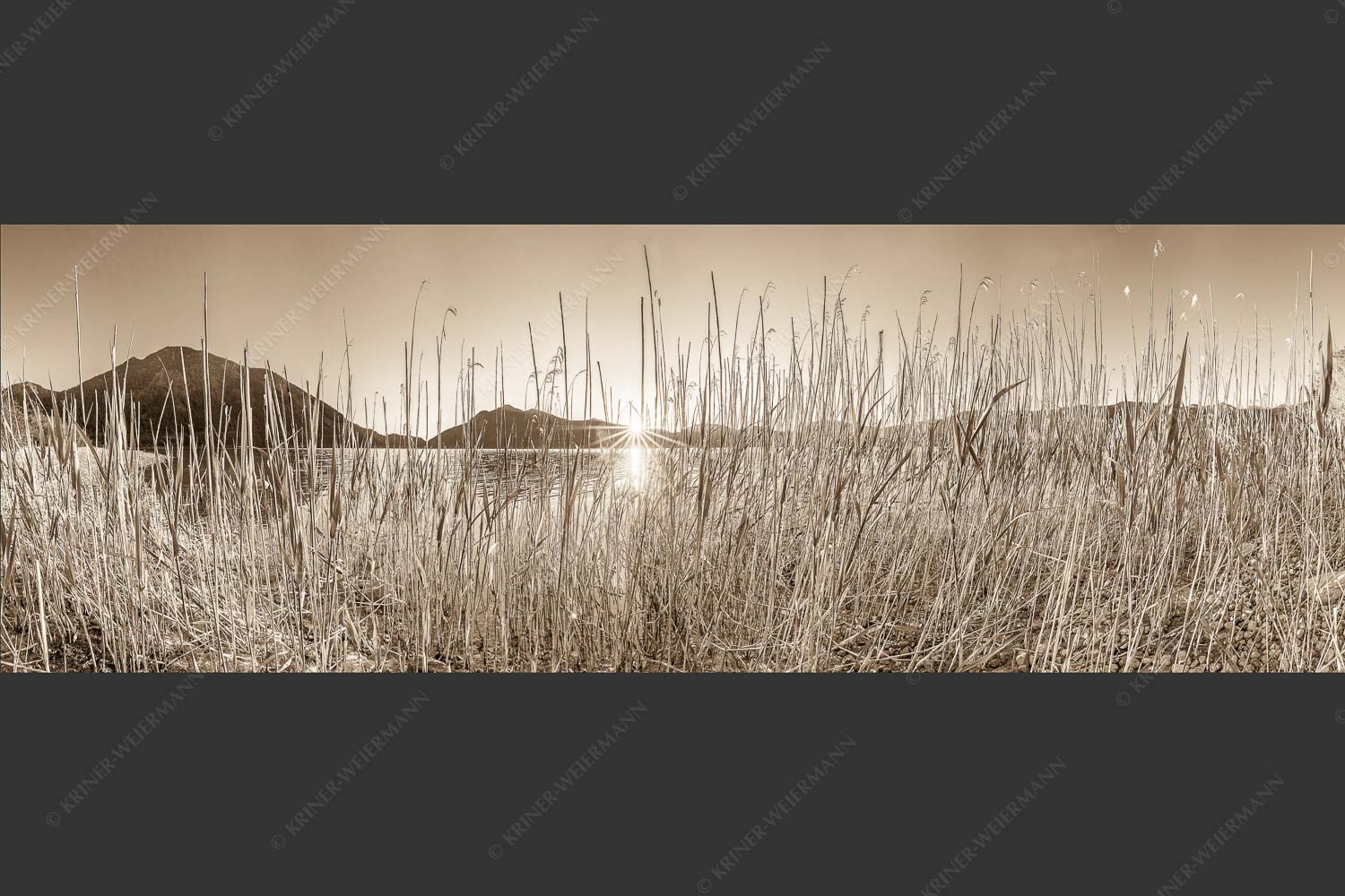 Schilfufer am Walchensee mit Sonnenaufgang am Jochberg - Walchenseeschilf 3:1 sepia -- Walchensee Sonnenaufgang Jochberg - mehr Infos bei www.Kriner-Weiermann.de
