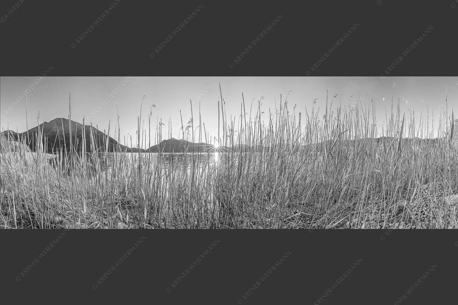 Schilfufer am Walchensee mit Sonnenaufgang am Jochberg - Walchenseeschilf 3:1 sw -- Walchensee Sonnenaufgang Jochberg - mehr Infos bei www.Kriner-Weiermann.de