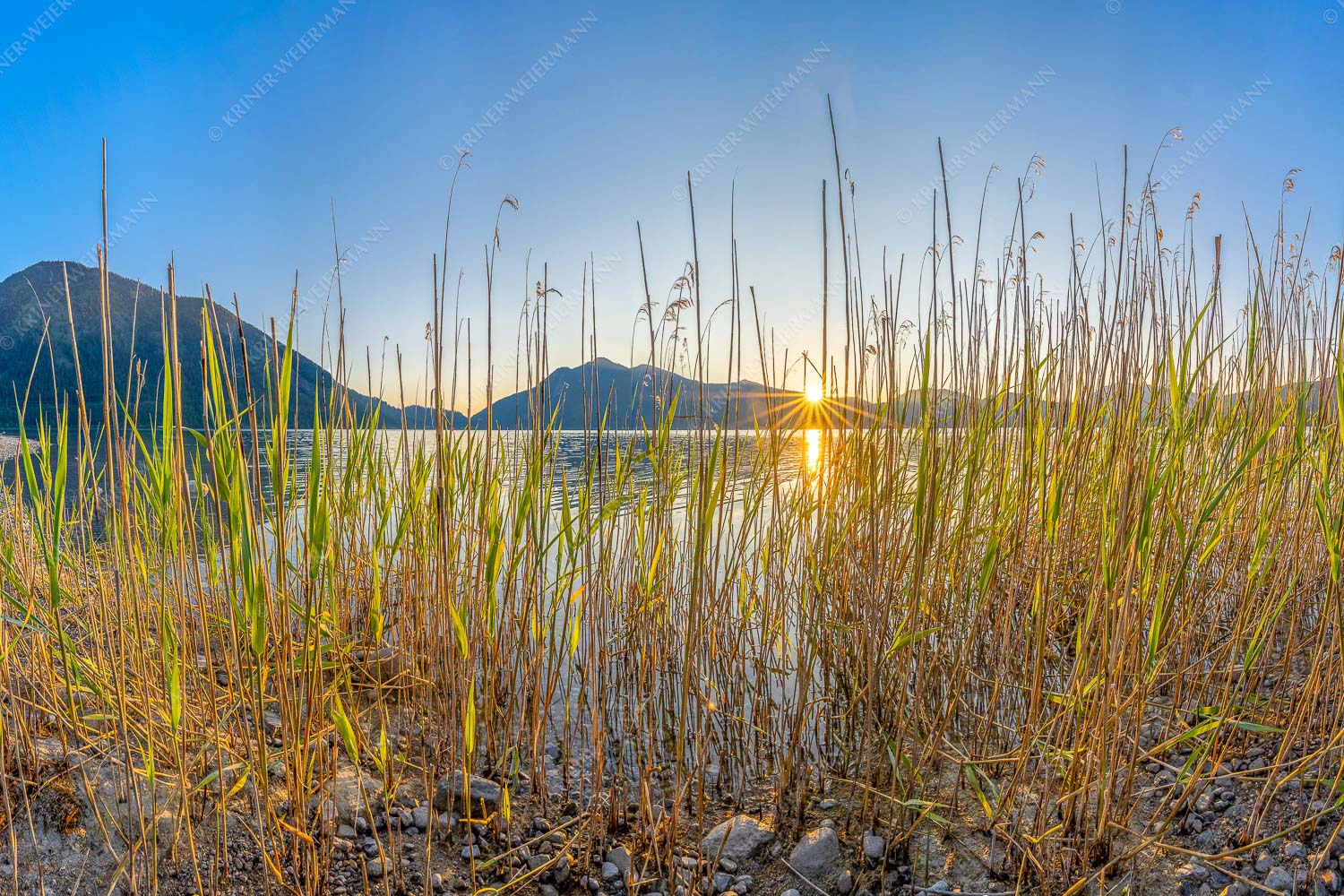 Schilfufer am Walchensee mit Sonnenaufgang am Jochberg - Walchenseeschilf 3:2  -- Walchensee Sonnenaufgang Jochberg - mehr Infos bei www.Kriner-Weiermann.de