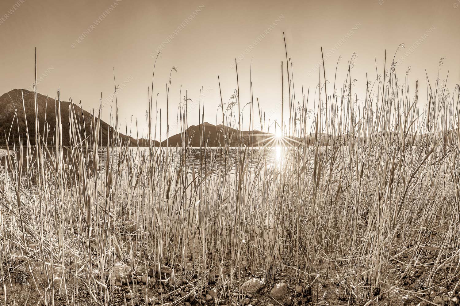 Schilfufer am Walchensee mit Sonnenaufgang am Jochberg - Walchenseeschilf 3:2 sepia -- Walchensee Sonnenaufgang Jochberg - mehr Infos bei www.Kriner-Weiermann.de