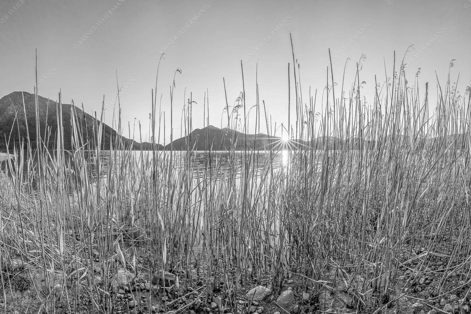 Schilfufer am Walchensee mit Sonnenaufgang am Jochberg - Walchenseeschilf 3:2 sw -- Walchensee Sonnenaufgang Jochberg - mehr Infos bei www.Kriner-Weiermann.de