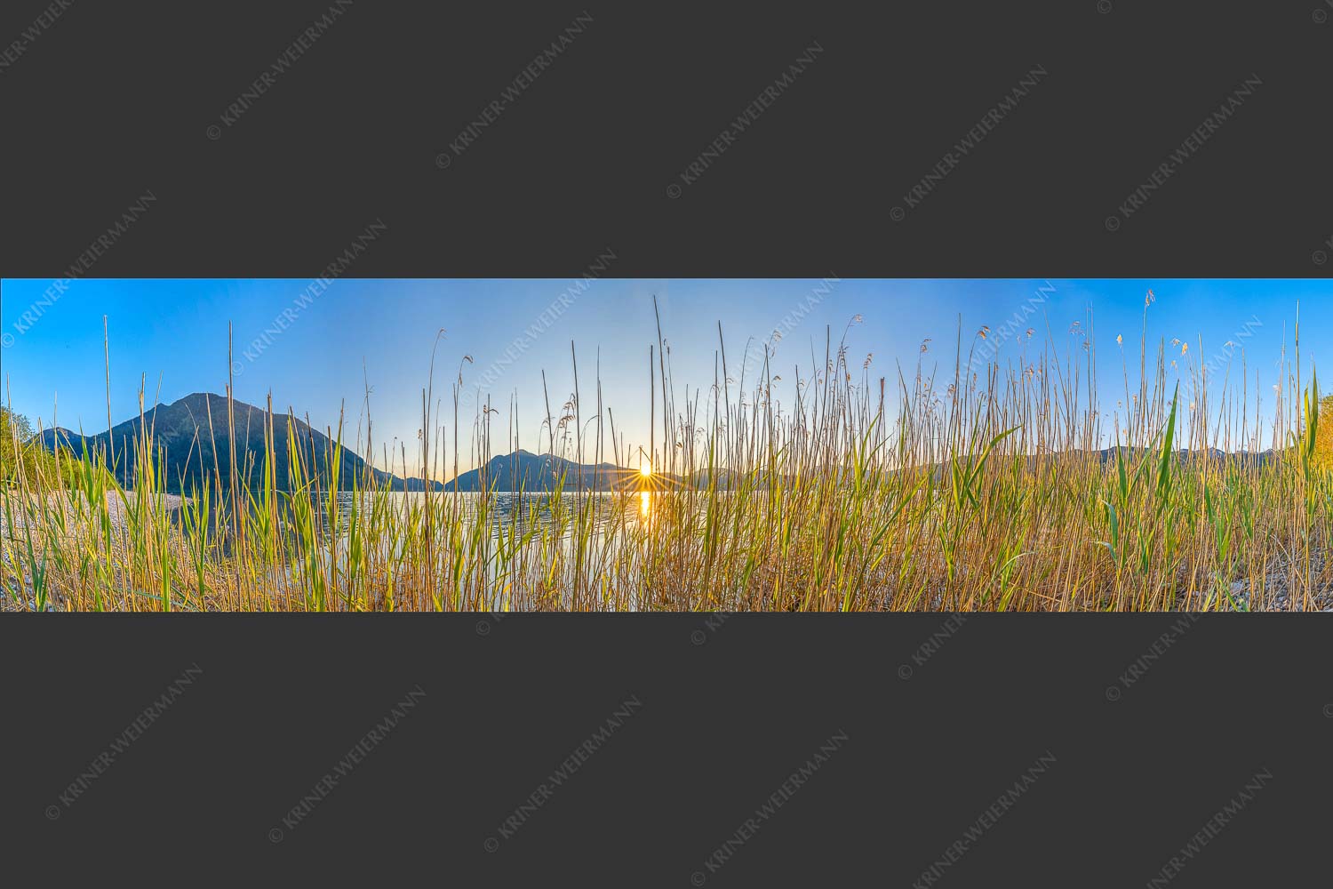 Schilfufer am Walchensee mit Sonnenaufgang am Jochberg - Walchenseeschilf 4:1  -- Walchensee Sonnenaufgang Jochberg - mehr Infos bei www.Kriner-Weiermann.de