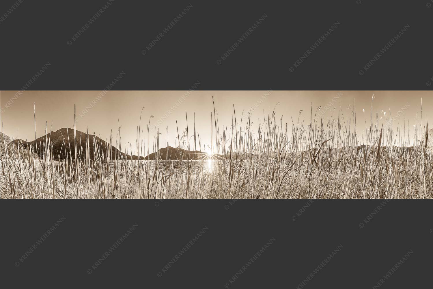 Schilfufer am Walchensee mit Sonnenaufgang am Jochberg - Walchenseeschilf 4:1 sepia -- Walchensee Sonnenaufgang Jochberg - mehr Infos bei www.Kriner-Weiermann.de
