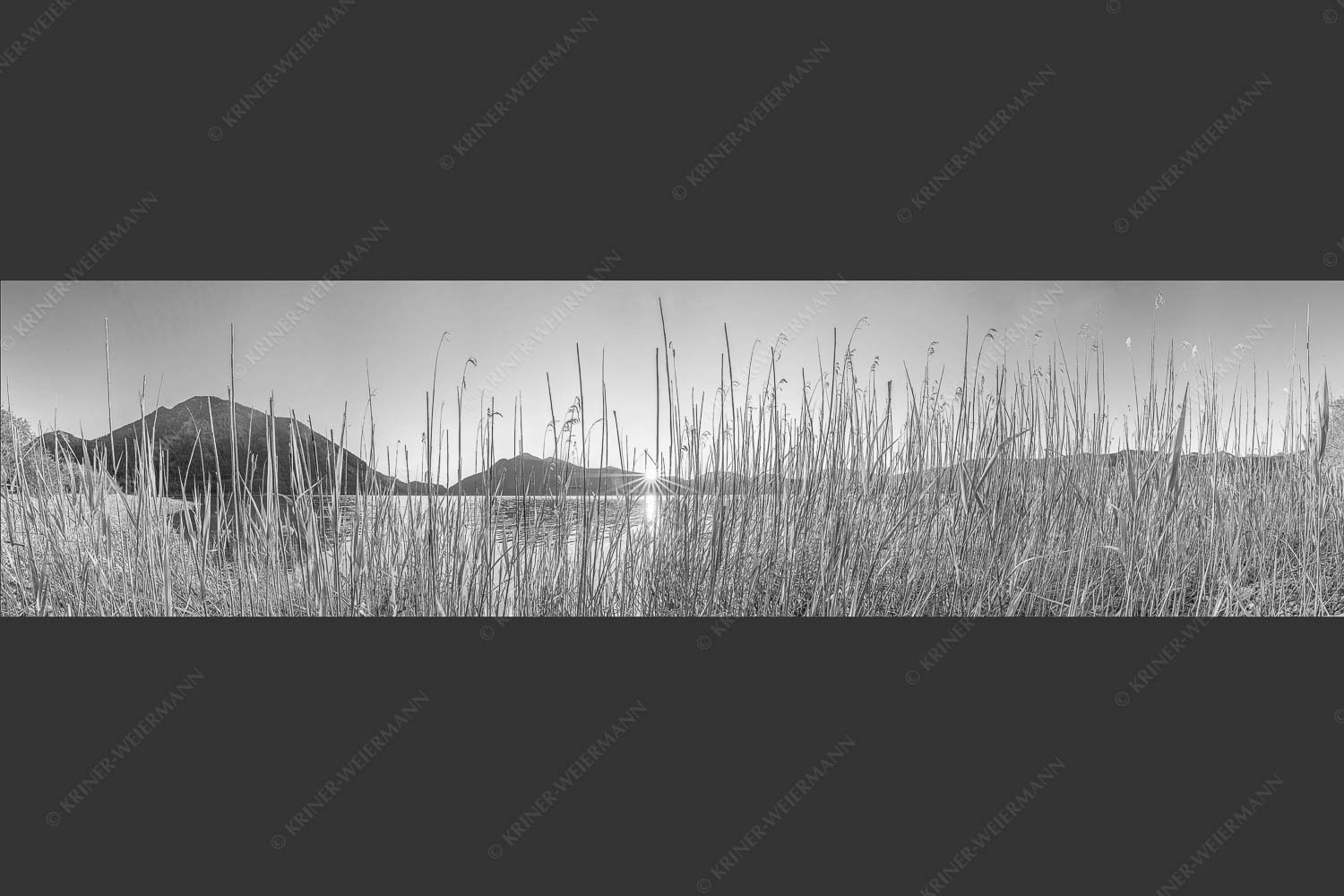 Schilfufer am Walchensee mit Sonnenaufgang am Jochberg - Walchenseeschilf 4:1 sw -- Walchensee Sonnenaufgang Jochberg - mehr Infos bei www.Kriner-Weiermann.de