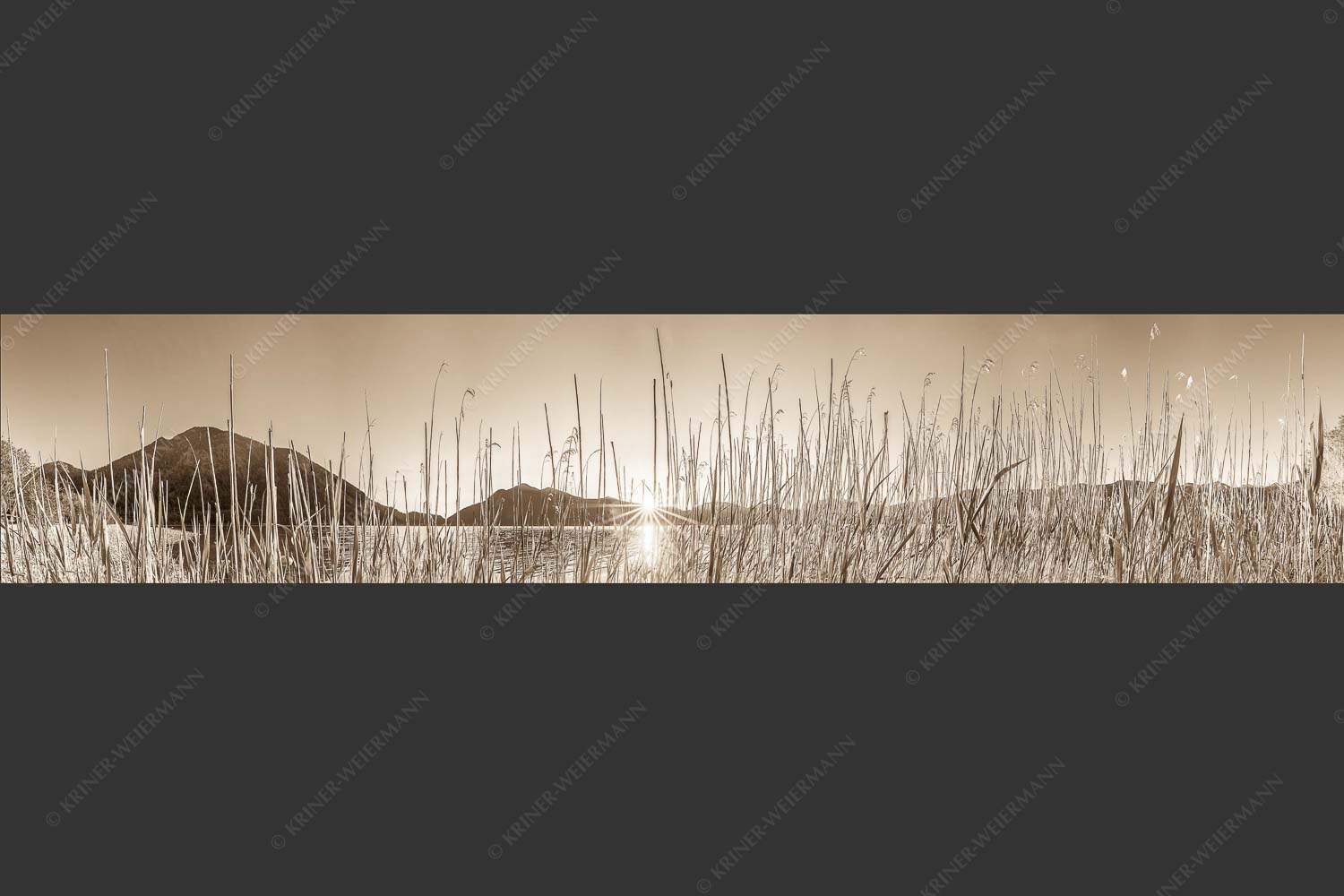 Schilfufer am Walchensee mit Sonnenaufgang am Jochberg - Walchenseeschilf 5:1 sepia -- Walchensee Sonnenaufgang Jochberg - mehr Infos bei www.Kriner-Weiermann.de
