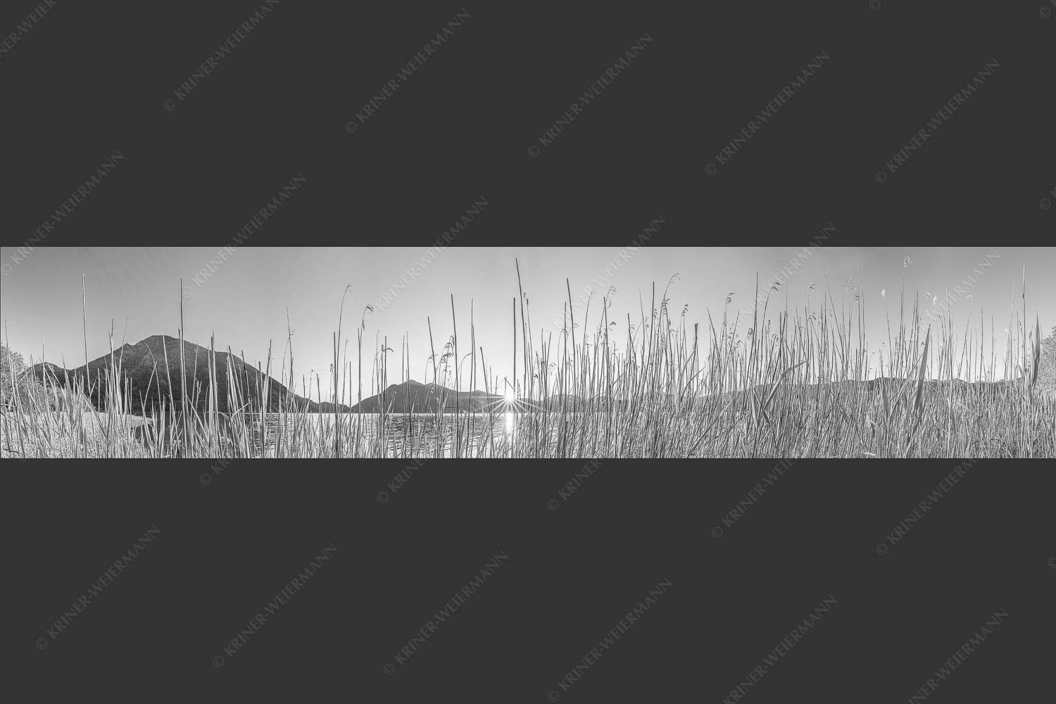 Schilfufer am Walchensee mit Sonnenaufgang am Jochberg - Walchenseeschilf 5:1 sw -- Walchensee Sonnenaufgang Jochberg - mehr Infos bei www.Kriner-Weiermann.de