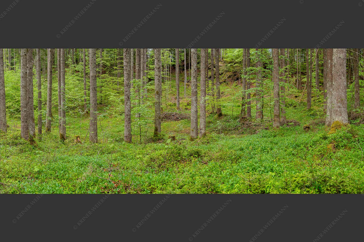 Mischwald im Frühling - Wald II 2,5:1  -- Frisches Laub - mehr Infos bei www.Kriner-Weiermann.de