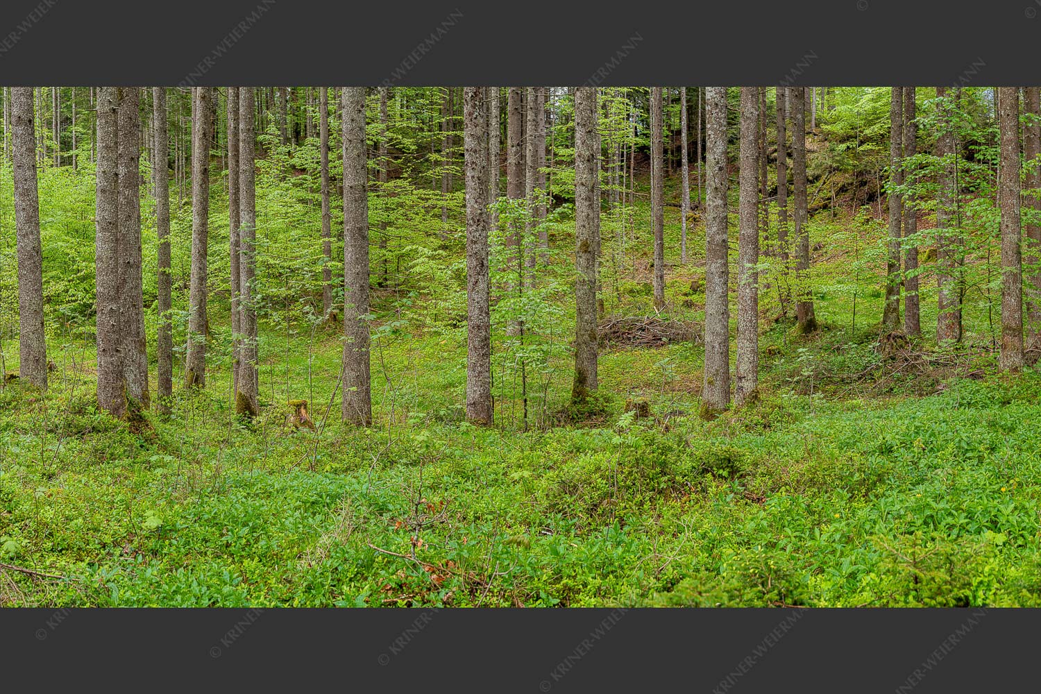 Mischwald im Frühling - Wald II 2:1  -- Frisches Laub - mehr Infos bei www.Kriner-Weiermann.de