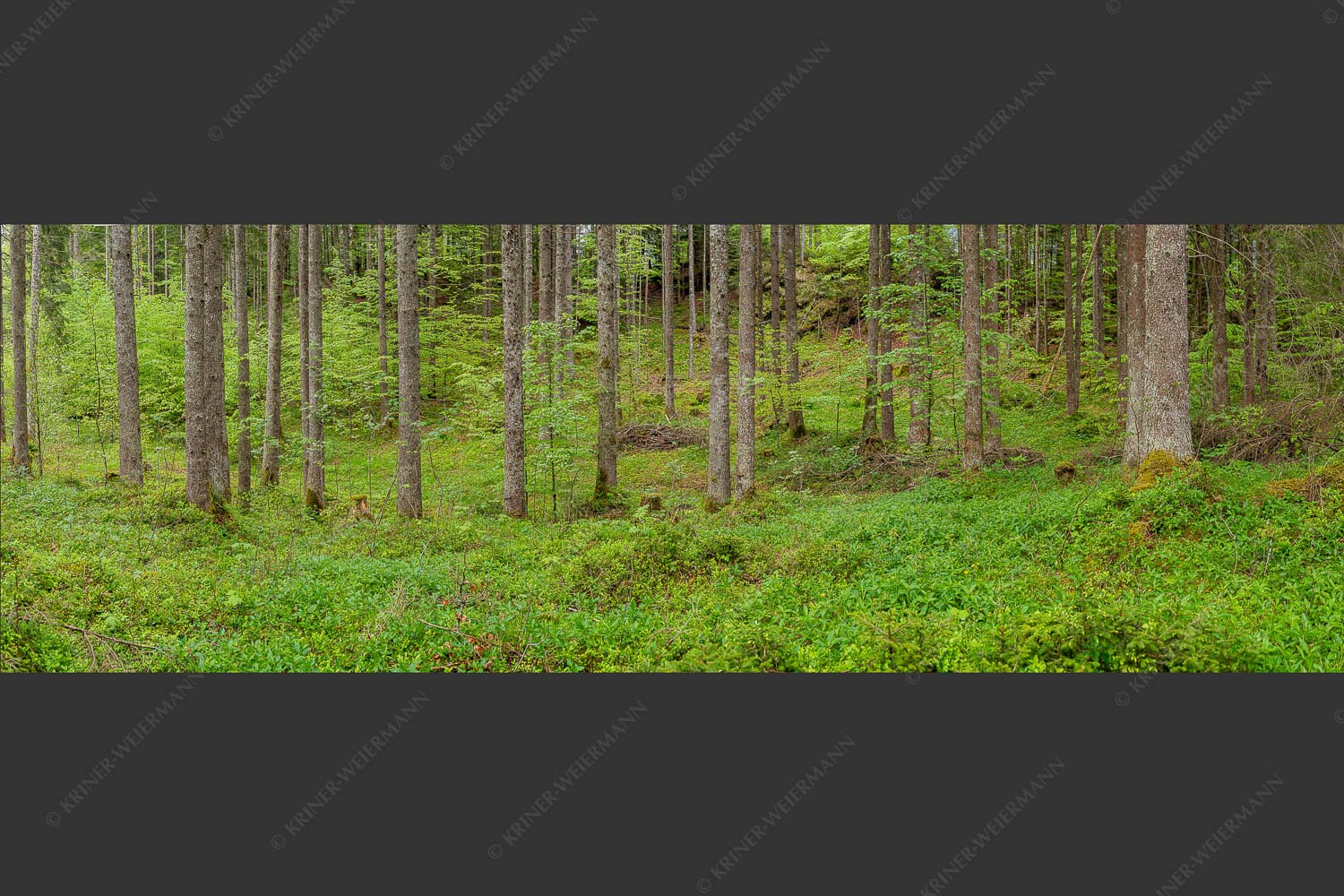 Mischwald im Frühling - Wald II 3:1  -- Frisches Laub - mehr Infos bei www.Kriner-Weiermann.de