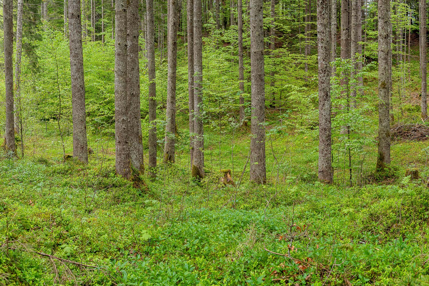 Mischwald im Frühling - Wald II 3:2  -- Frisches Laub - mehr Infos bei www.Kriner-Weiermann.de
