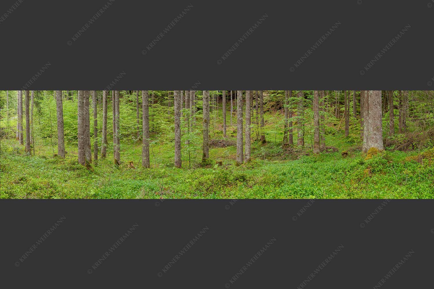 Mischwald im Frühling - Wald II 4:1  -- Frisches Laub - mehr Infos bei www.Kriner-Weiermann.de