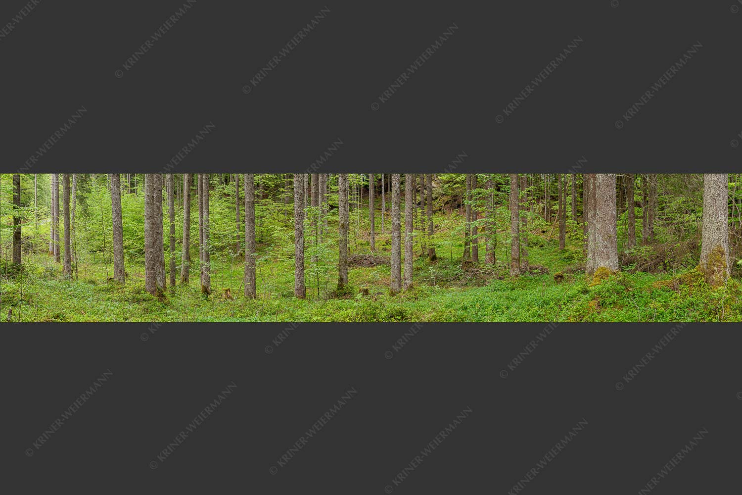 Mischwald im Frühling - Wald II 5:1  -- Frisches Laub - mehr Infos bei www.Kriner-Weiermann.de