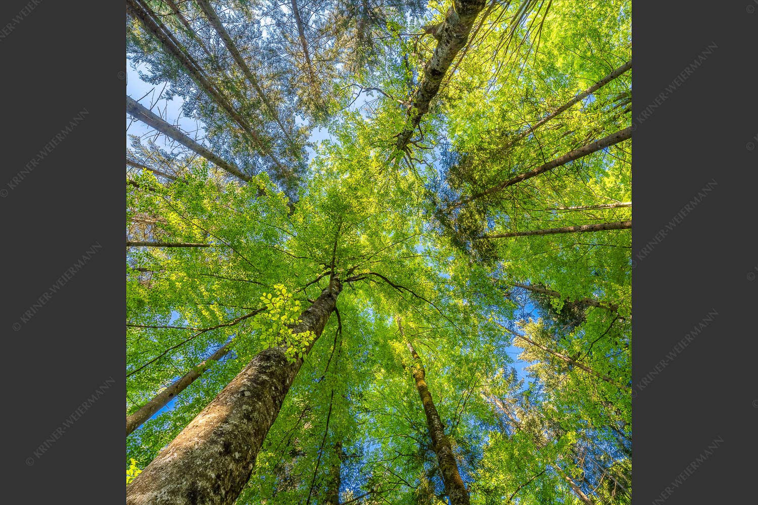 Blick auf ein Buchenblätterdach am Rindberg im Estergebirge - Waldhimmel 1:1  -- Laubdach - mehr Infos bei www.Kriner-Weiermann.de
