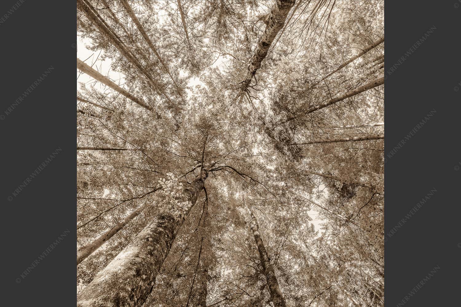 Blick auf ein Buchenblätterdach am Rindberg im Estergebirge - Waldhimmel 1:1 sepia -- Laubdach - mehr Infos bei www.Kriner-Weiermann.de