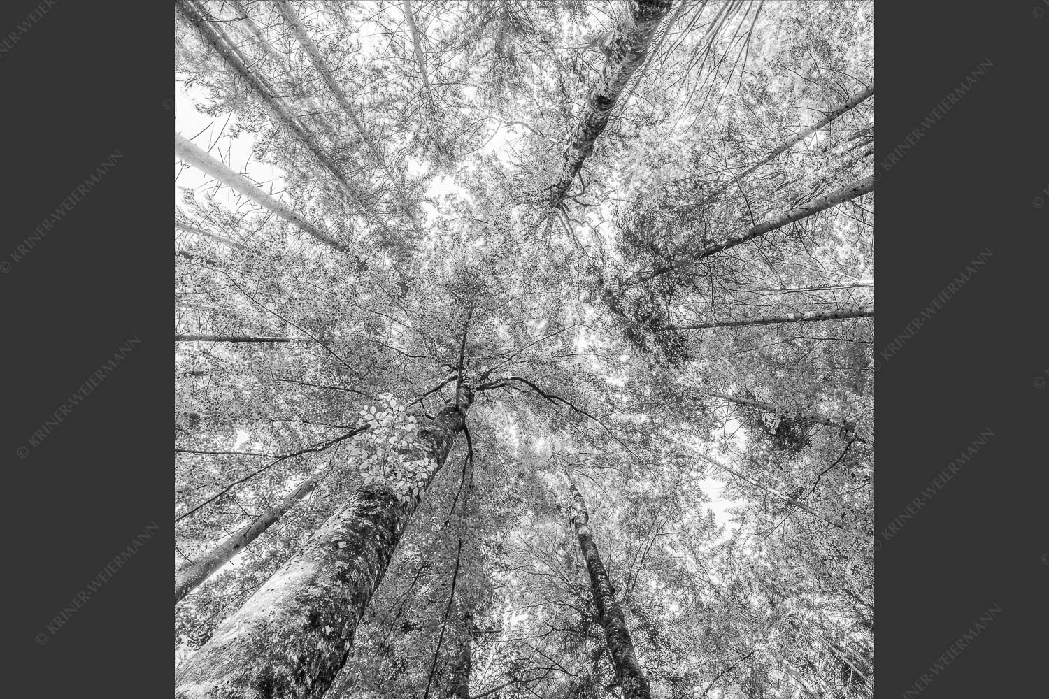 Blick auf ein Buchenblätterdach am Rindberg im Estergebirge - Waldhimmel 1:1 sw -- Laubdach - mehr Infos bei www.Kriner-Weiermann.de