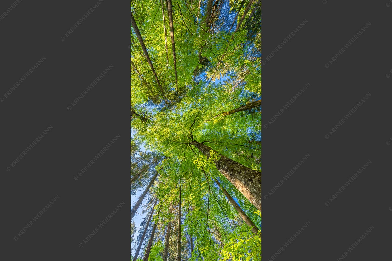Blick auf ein Buchenblätterdach am Rindberg im Estergebirge - Waldhimmel 1:2  -- Laubdach - mehr Infos bei www.Kriner-Weiermann.de