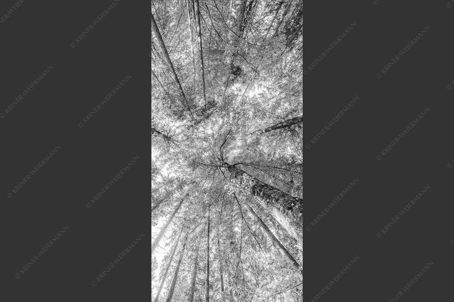 Blick auf ein Buchenblätterdach am Rindberg im Estergebirge - Waldhimmel 1:2 sw -- Laubdach - mehr Infos bei www.Kriner-Weiermann.de