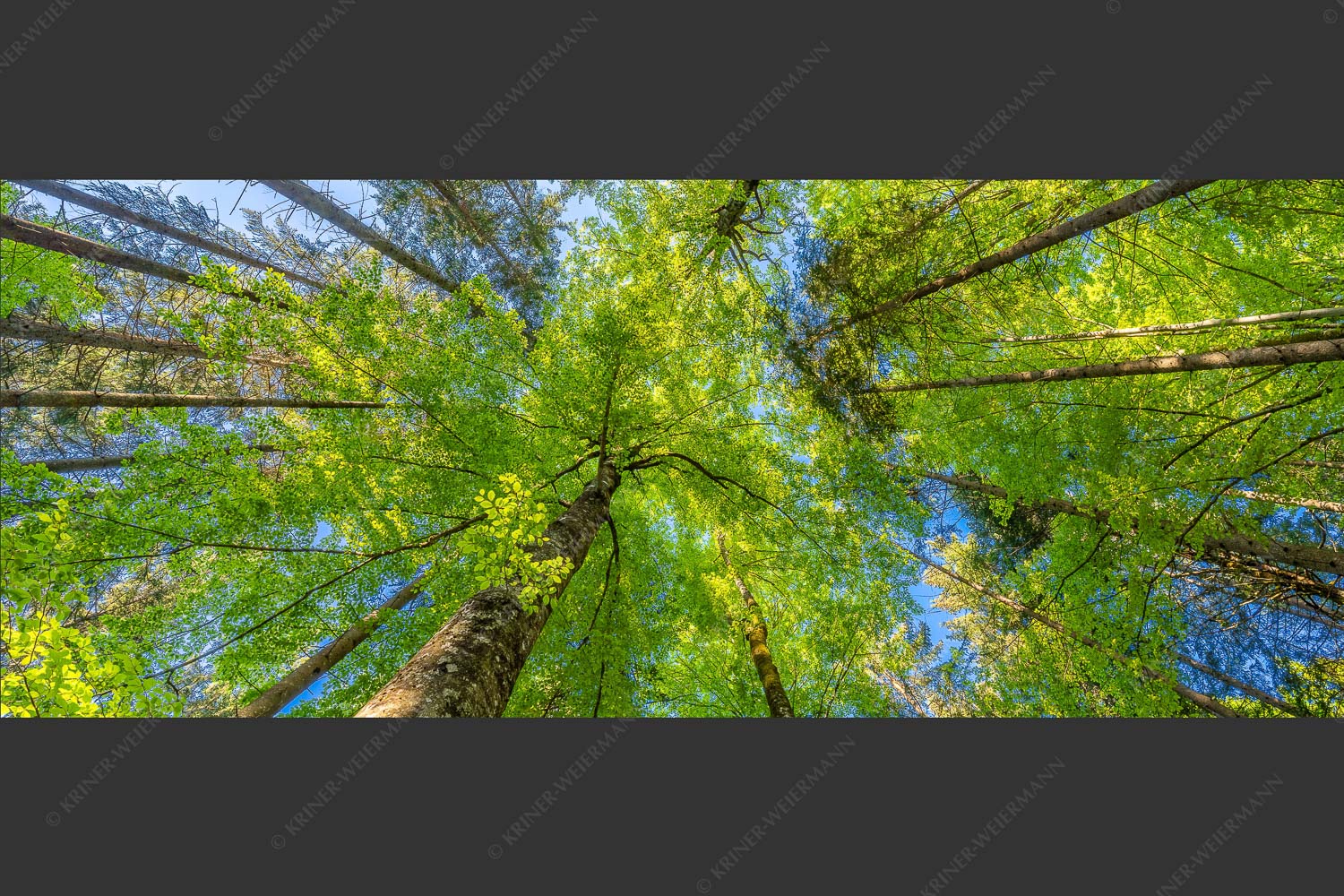 Blick auf ein Buchenblätterdach am Rindberg im Estergebirge - Waldhimmel 2,5:1  -- Laubdach - mehr Infos bei www.Kriner-Weiermann.de