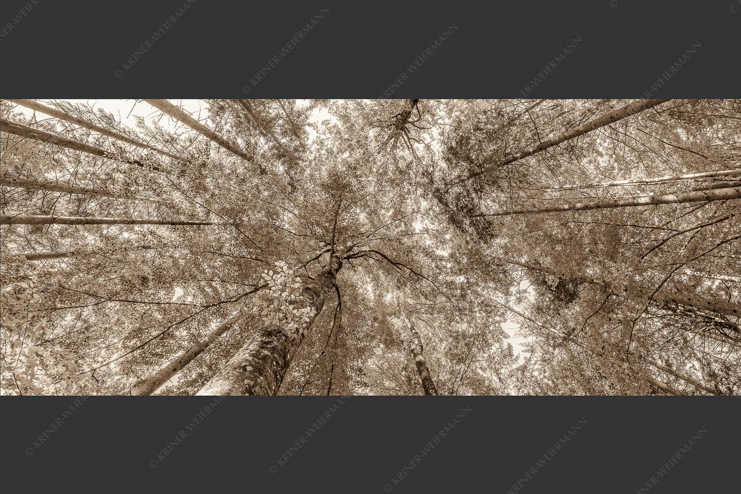Blick auf ein Buchenblätterdach am Rindberg im Estergebirge - Waldhimmel 2,5:1 sepia -- Laubdach - mehr Infos bei www.Kriner-Weiermann.de