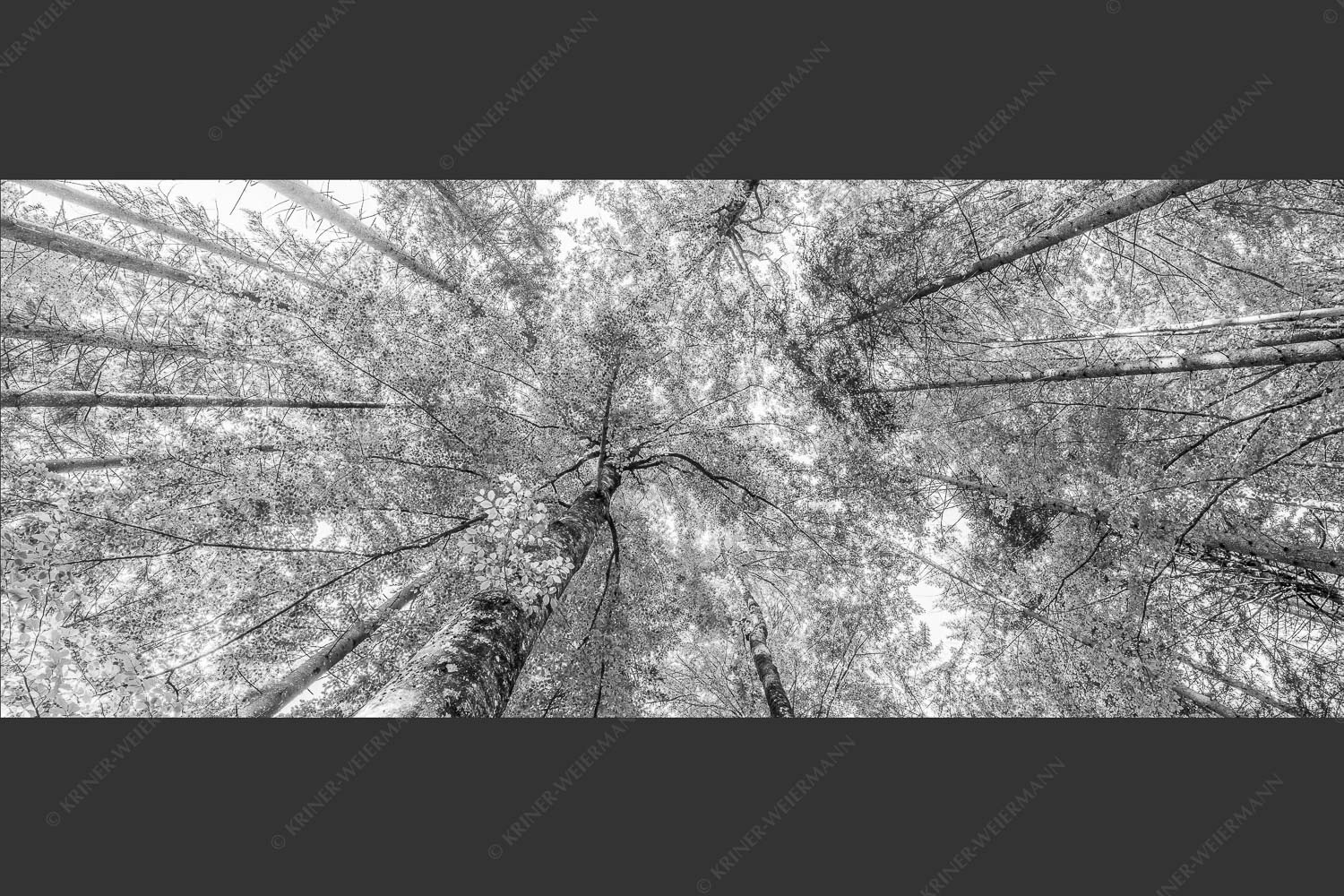 Blick auf ein Buchenblätterdach am Rindberg im Estergebirge - Waldhimmel 2,5:1 sw -- Laubdach - mehr Infos bei www.Kriner-Weiermann.de