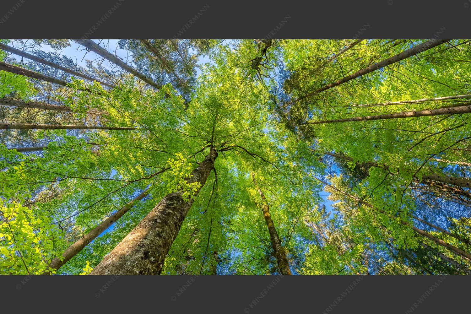 Blick auf ein Buchenblätterdach am Rindberg im Estergebirge - Waldhimmel 2:1  -- Laubdach - mehr Infos bei www.Kriner-Weiermann.de