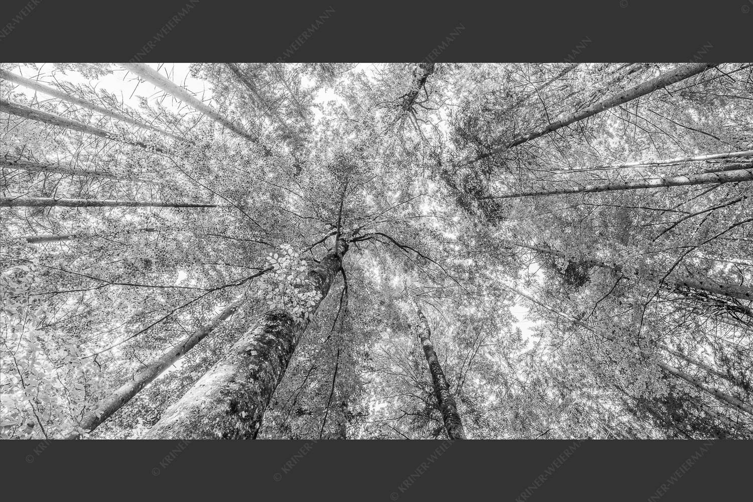 Blick auf ein Buchenblätterdach am Rindberg im Estergebirge - Waldhimmel 2:1 sw -- Laubdach - mehr Infos bei www.Kriner-Weiermann.de