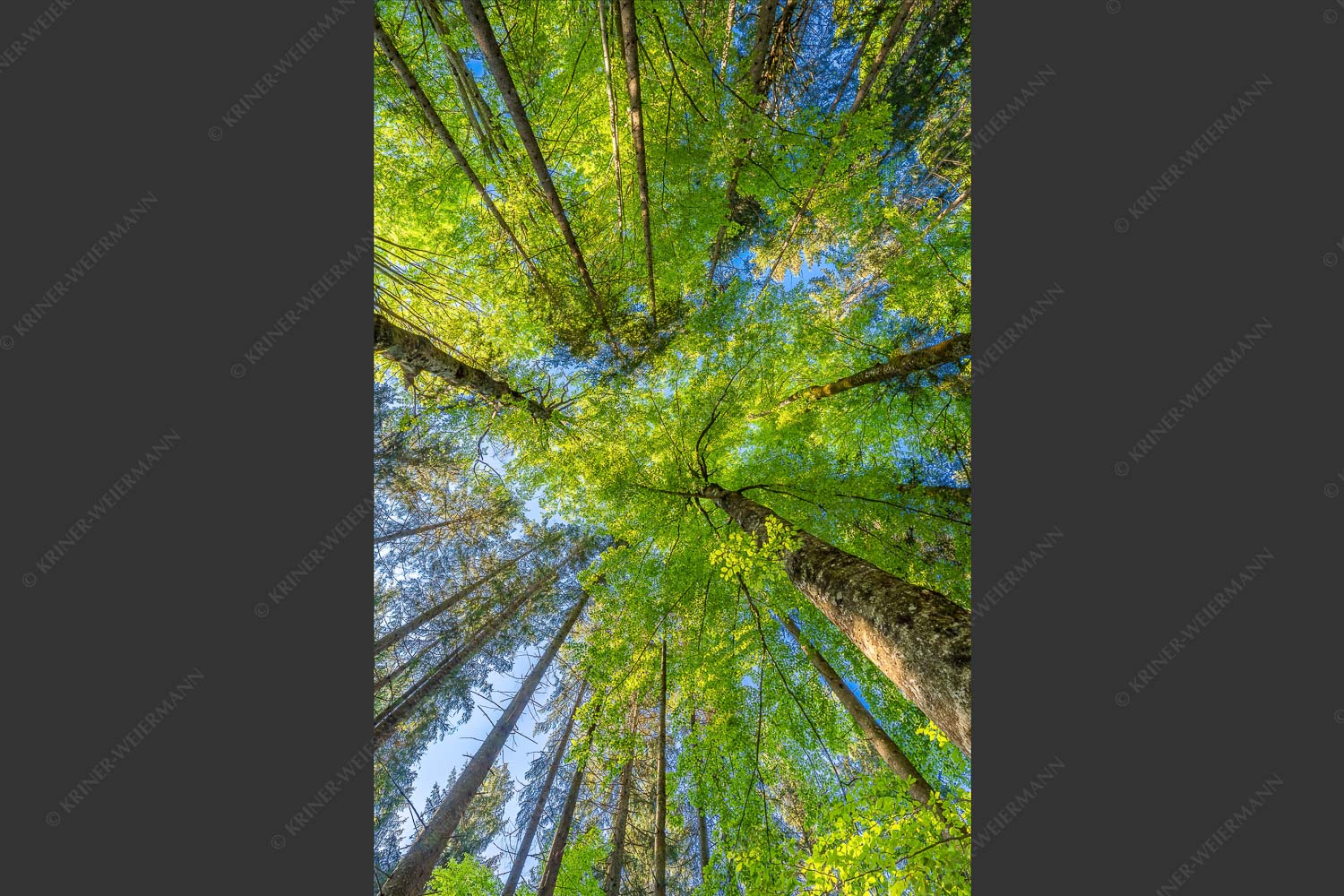 Blick auf ein Buchenblätterdach am Rindberg im Estergebirge - Waldhimmel 2:3  -- Laubdach - mehr Infos bei www.Kriner-Weiermann.de