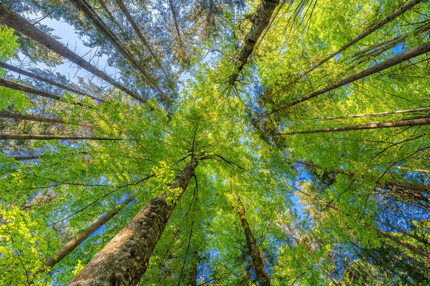 Blick auf ein Buchenblätterdach am Rindberg im Estergebirge - Waldhimmel 3:2  -- Laubdach - mehr Infos bei www.Kriner-Weiermann.de