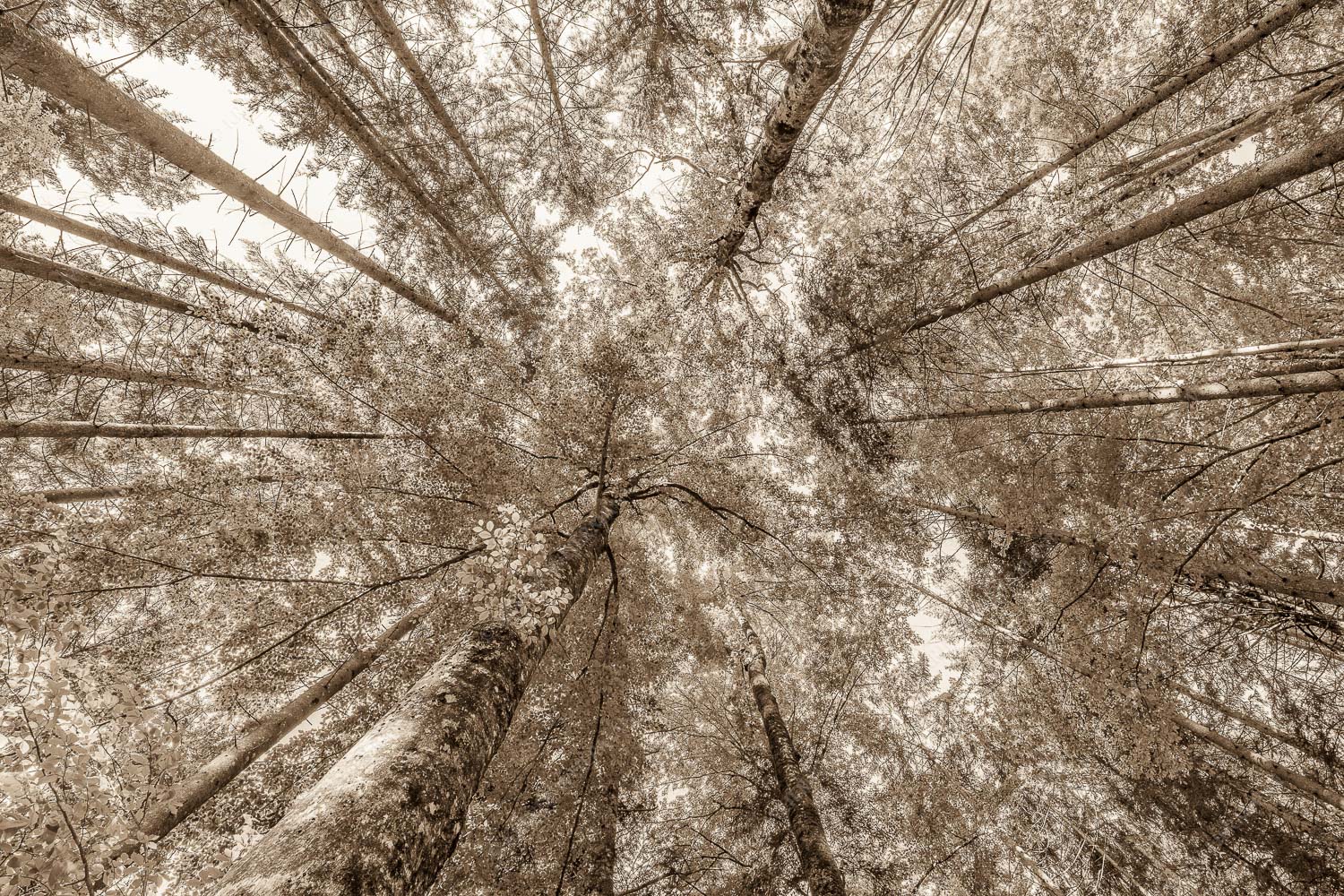 Blick auf ein Buchenblätterdach am Rindberg im Estergebirge - Waldhimmel 3:2 sepia -- Laubdach - mehr Infos bei www.Kriner-Weiermann.de