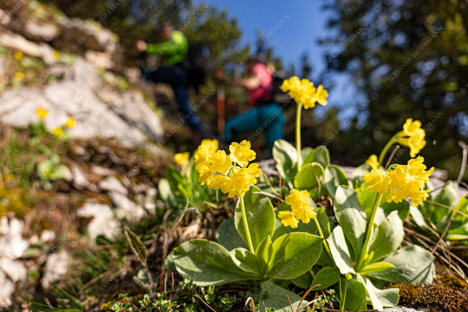 Wanderung zum Kämikopf im Wettersteingebirge - wanderung Kämi VIII 3:2  -- Frühling im Wettersteingebirge - mehr Infos bei www.Kriner-Weiermann.de