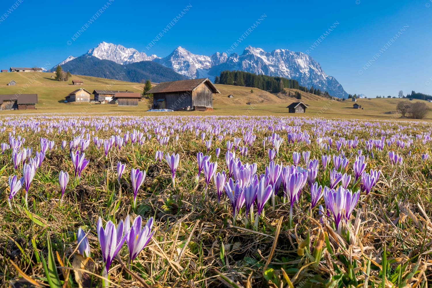 Krokuswiese bei Krün mit Wettersteingebirge - Wenn der Sommer nicht mehr weit ist II 3:2  -- Krokus vor Karwendelgebirge - mehr Infos bei www.Kriner-Weiermann.de