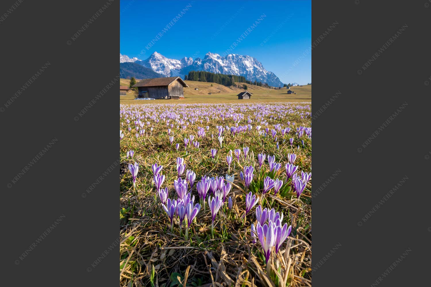 Krokuswiese bei Krün mit Karwendelgebirge - Wenn der Sommer nicht mehr weit ist III 2:3  -- Krokus vor Karwendel - mehr Infos bei www.Kriner-Weiermann.de