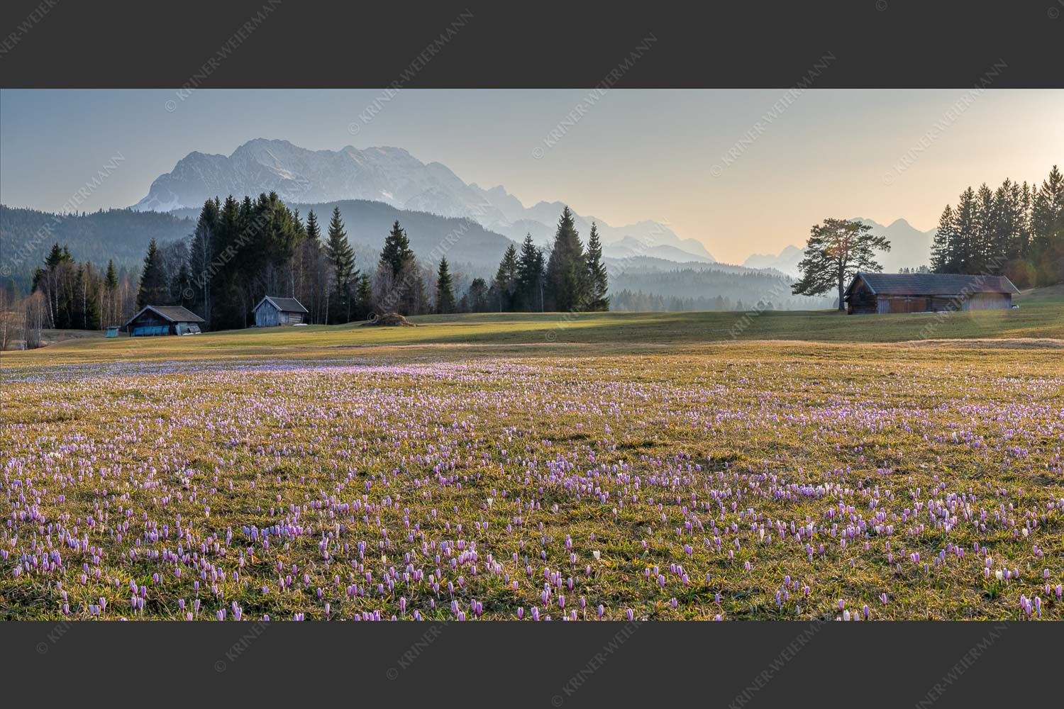 Krokuswiese bei Krün mit Wettersteingebirge - Wenn der Sommer nicht mehr weit ist IV 2:1  -- Krokus vor Wetterstein - mehr Infos bei www.Kriner-Weiermann.de