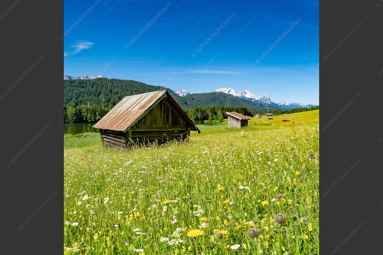 Blick über Blumenwiese am Geroldsee zum Zugspitzmassiv im Wetterstein - Wiesmahd am Geroldsee II 1:1  -- Blumenwiese mit Zugspitze - mehr Infos bei www.Kriner-Weiermann.de