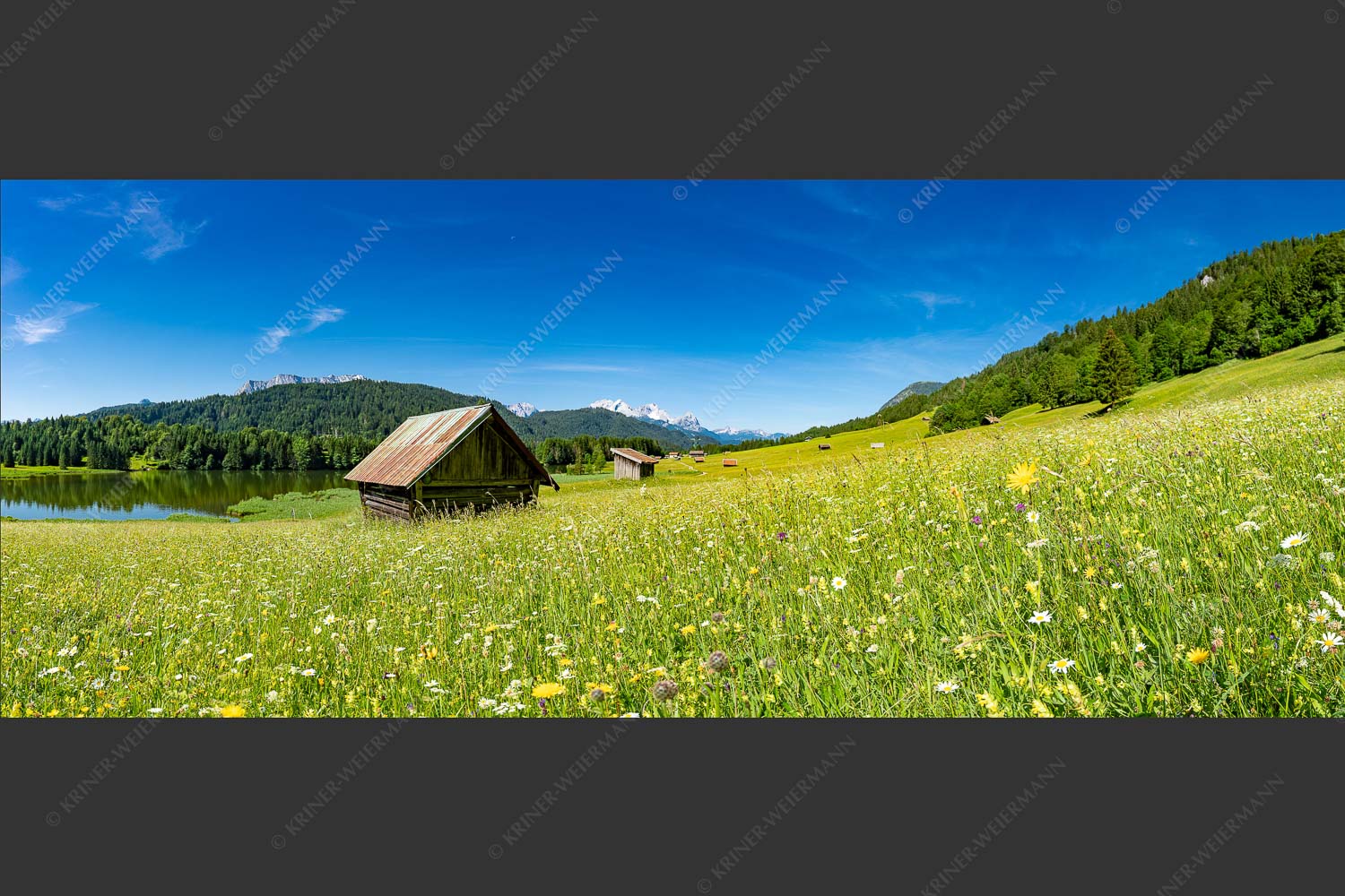 Blick über Blumenwiese am Geroldsee zum Zugspitzmassiv im Wetterstein - Wiesmahd am Geroldsee II 2,5:1  -- Blumenwiese mit Zugspitze - mehr Infos bei www.Kriner-Weiermann.de